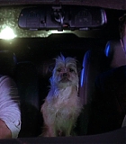 DogProblem-0041.jpg