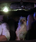 DogProblem-0042.jpg