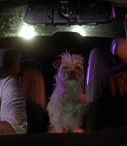 DogProblem-0043.jpg