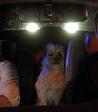 DogProblem-0044.jpg