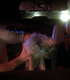 DogProblem-0046.jpg