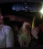 DogProblem-0072.jpg