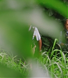 H50521-0069.jpg